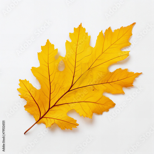 Yellow oak leaf on a white background