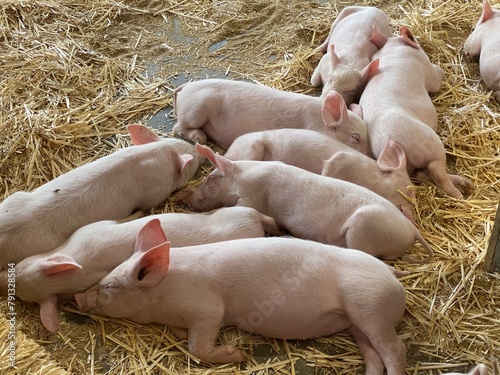 Pigs