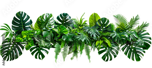 Tropical leaves foliage plant bush floral arrangement nature backdrop isolated on white background 