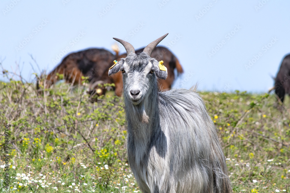 Animal portrait idea concept. Photo of goat in front of blurry background. Gray and horned goat. Animal portrait idea concept. Photo of goat in front of blurry background. Gray and horned goat.