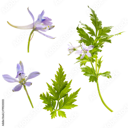flowers of Delphinium anthriscifolium isolated on a white background