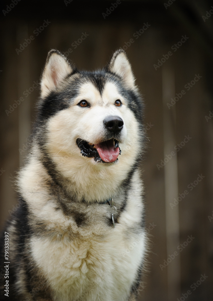 Obraz premium Happy Alaskan Malamute portrait with simple wood fence background
