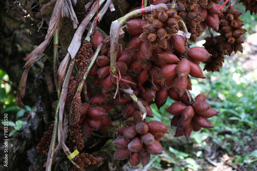 Salacca on tree. Sala Sumalee is a cultivar from Thailand. The snake fruits.