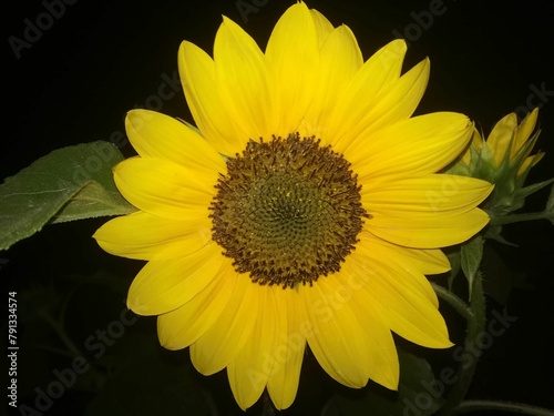 Sunflower closeup at mid night in farm