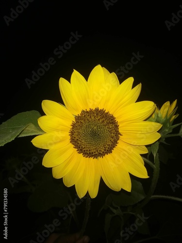 Sunflower closeup at mid night in farm