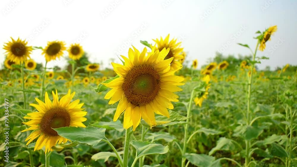 Sunflower field in sunny day. Sunflower blooming season. Close-up of sunflower Sunflower field in sunny day. Sunflower blooming season. Close-up of sunflower