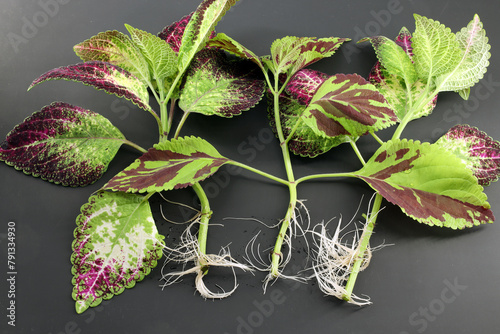 White roots grew on coleus cuttings when propagated in water photo