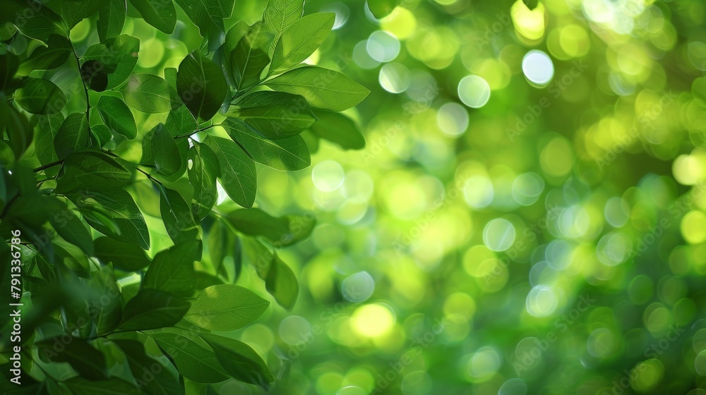 A sea of green foliage stretches endlessly into the background giving the impression of a dense imtrable defense in this defocused image of a camouflage canopy. . A sea of green foliage stretches endlessly into the background giving the impression of a dense imtrable defense in this defocused image of a camouflage canopy. .