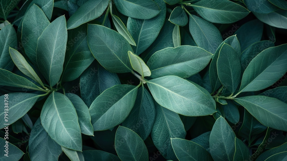 Obraz premium Exquisite Olive Branches. A Seamless Background Highlighting Dark Green Olive Leaves, Captured from Above for Maximum Impact.