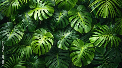 Luxuriant Philodendron Leaves. A Seamless Shot Capturing the Dark Green Philodendron Foliage from Above, Creating a Stunning Texture.