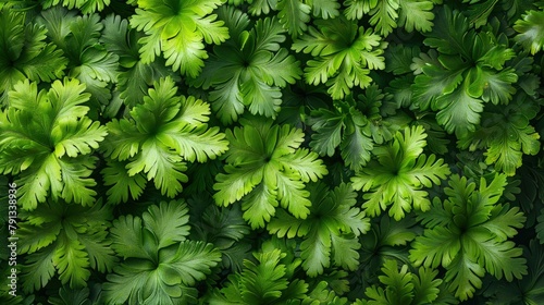 Vibrant Fern Foliage. A Seamless Shot from Above  Showcasing the Rich Texture of Dark Green Fern Leaves.