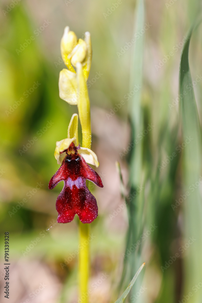 Obraz premium Close up on a Fly orchid on a meadow