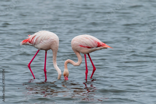 Greater Flamingos - Phoenicopterus roseus- along the shores of Walvis Bay, Namibia.