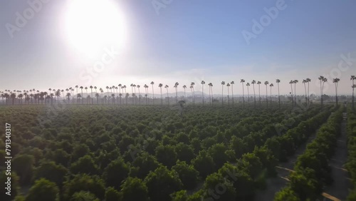 Drone descends to orange tree orchard in Riverside, California photo