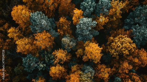 Bird s eye perspective of woodland during fall