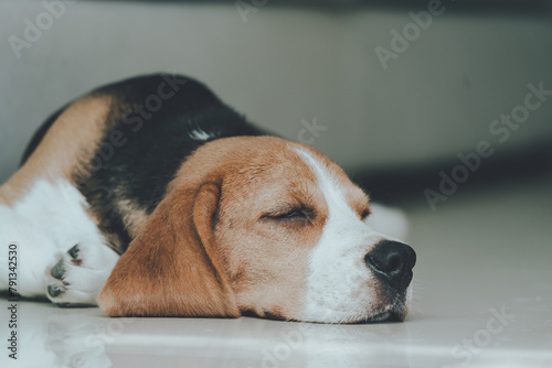 Cute puppy dog beagle portrait sleepy on the floor  at home. Adorable pet concept