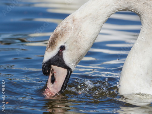 Water bird Cygnus olor aka Mute swan close-up head portrait. Czech republic.