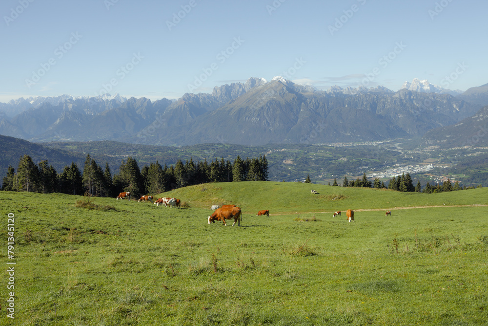 Some cows in a wide pasture in Cansiglio area in Italy, Dolomites as background