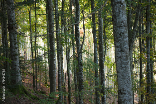 Inside a typical birch forest of the Italian Alps