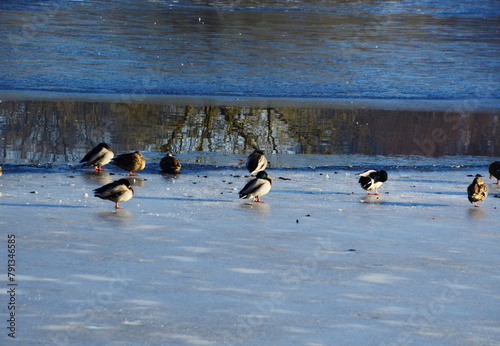 Ducks in Winter on Lake Klostersee in the Town Walsrode, Lower Saxony
