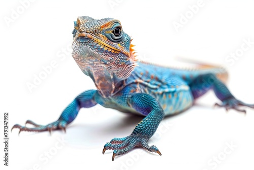 Agama Lizard isolated on white