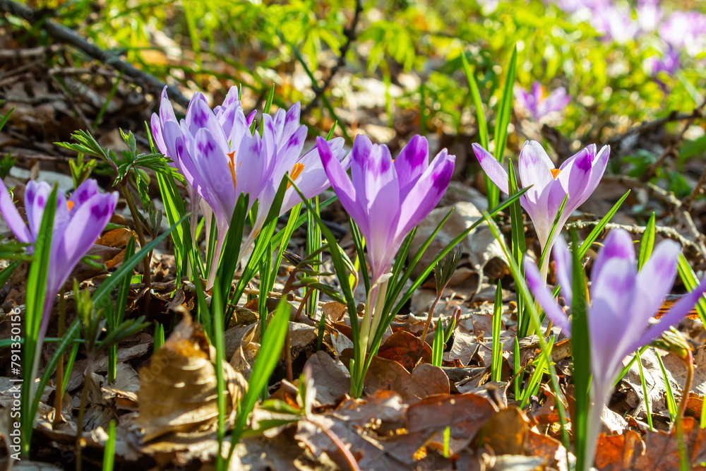 Close up detail with a Crocus heuffelianus or Crocus vernus spring giant crocus. purple flower blooming in the forest Close up detail with a Crocus heuffelianus or Crocus vernus spring giant crocus. purple flower blooming in the forest