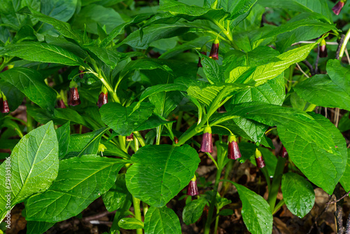 Fényképezés Scopolia carniolica, the European scopolia or henbane bell, is a poisonous plant