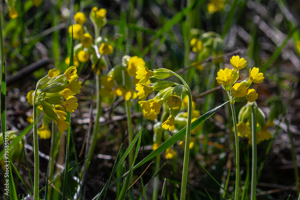 Fototapeta premium Yellow Primula veris cowslip, common cowslip, cowslip primrose on soft green background.Selective focus