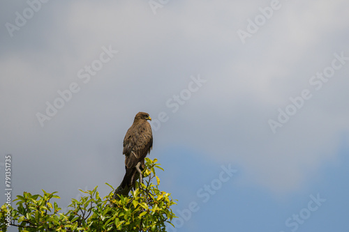 A Black Kite sitting on top of a tree