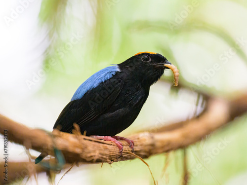 A Blue backed Manakin sitting on a branch photo