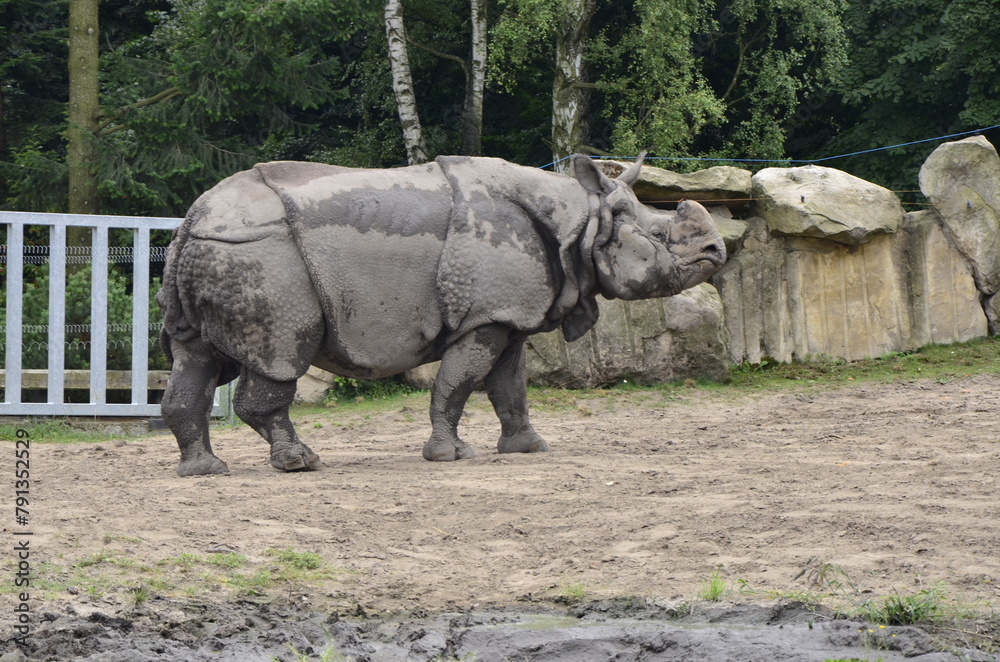 rhino in the zoo rhino in the zoo
