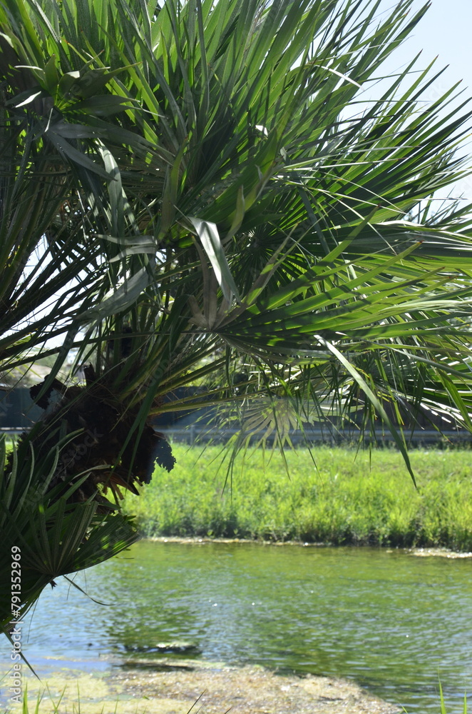 Obraz premium palm tree leaves