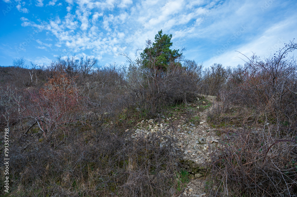 Narrow animal trail in thick bushes. Autumn. Narrow animal trail in thick bushes. Autumn.