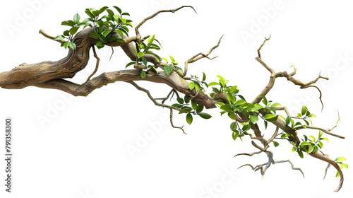 Realistic twisted jungle branch with Transparent Background