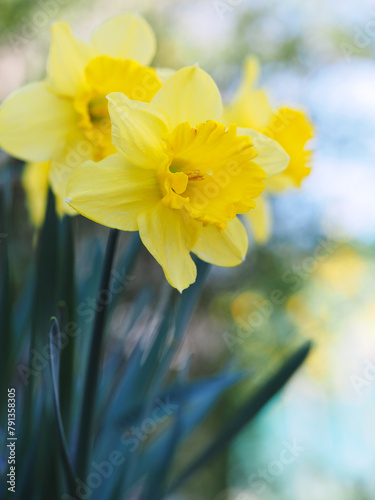 Yellow daffodils in the garden. Colorful floral background.