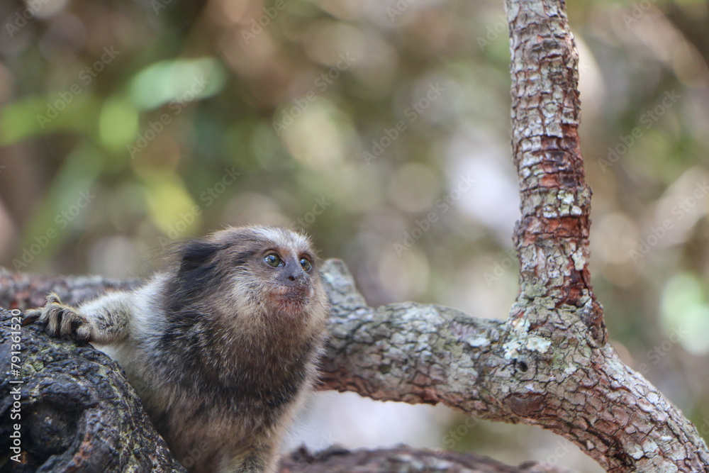Fototapeta premium mini monkey on tree