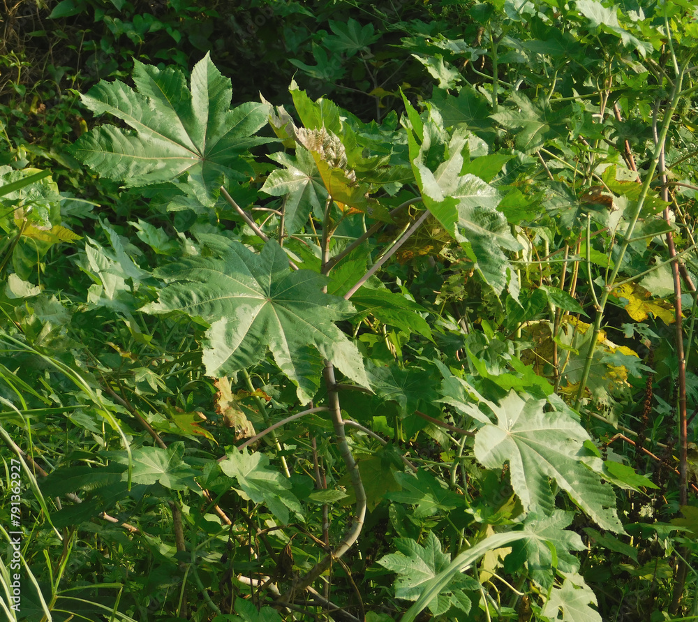 Ricinus communis, the castor bean or castor oil plant, is a species of ...