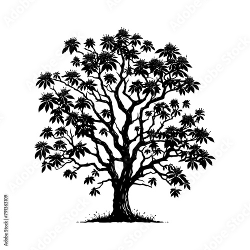 Black Vector Hickory Tree Silhouette, Nature's Sentinels Amidst Dusk's Shadowy Grasp- Hickory Tree Illustration- Hickory  Tree Vector Stock.