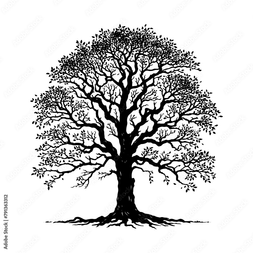 Fototapeta premium Black Vector Hickory Tree Silhouette, Nature's Sentinels Amidst Dusk's Shadowy Grasp- Hickory Tree Illustration- Hickory Tree Vector Stock.