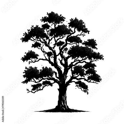 Black Vector Hickory Tree Silhouette  Nature s Sentinels Amidst Dusk s Shadowy Grasp- Hickory Tree Illustration- Hickory  Tree Vector Stock.
