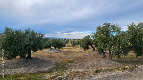 olives lanscape in jaen, spain