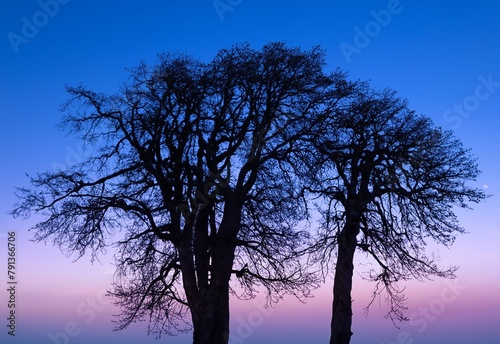 Oak tree silhouettes against sunset sky. Columbia River Gorge. Oregon. USA