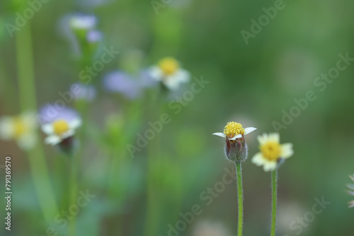 Galinsoga quadriradiata, shaggy soldier, Peruvian daisy, hairy galinsoga. Beautiful weed flower. Bunga rumput, green background
 photo