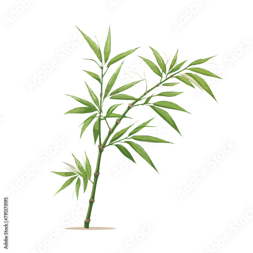 Bamboo | Minimalist and Simple Line White background - Vector illustration