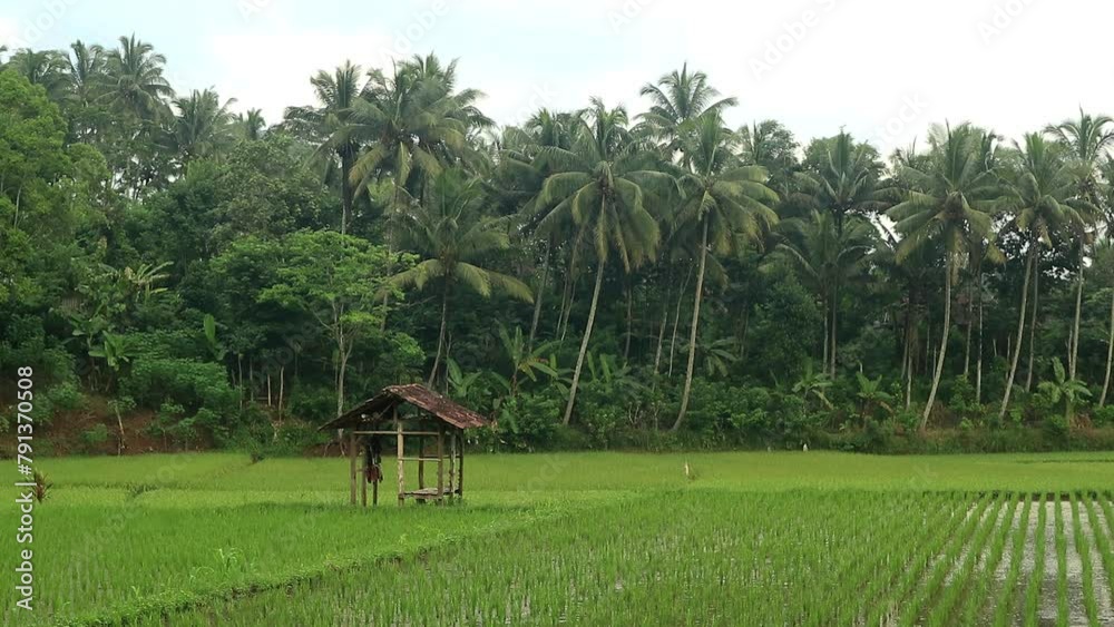 Growing green paddy field. Agricultural background material. Growing green paddy field. Agricultural background material.