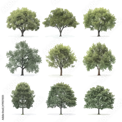 Collection of realistic tree isolated on white background. Natural object for landscape design, park and outdoor graphic. Vector.