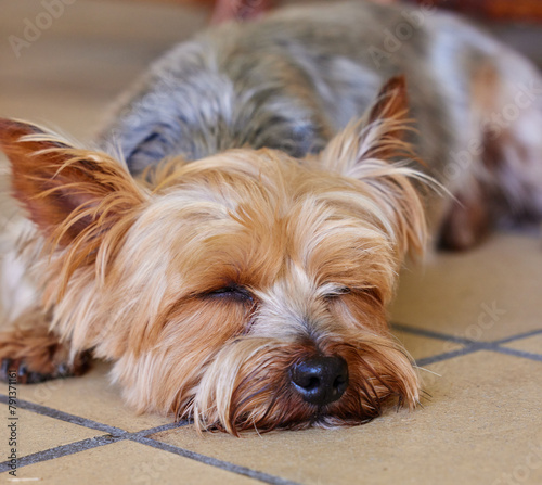 Sleeping puppy, dog and pet in the home, relax on kitchen floor and comfort with mans best friend. Adoption, foster and animal care, tired domestic yorkshire terrier with nap or asleep for wellness © peopleimages.com
