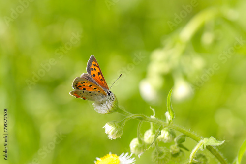 鮮やかな草原を背景にベニシジミ蝶も愛らしく美しい姿（自然光＋マクロ接写写真）