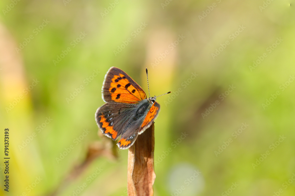 Obraz premium Burning red colored Sockeye butterfly also looks adorable and beautiful against the background of a vivid grassland (Natural+flash light, macro close-up photography)