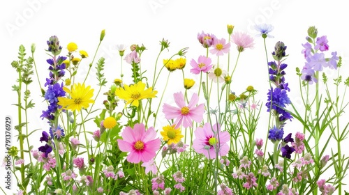 A vibrant selection of various pressed wild meadow flowers isolated on a white background  displaying a range of colors and details.